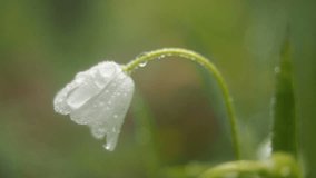 Relaxing video: spring flowers close up with drop rains.  Flower Garden Spring Macro Video Beautiful Flora. Drop of rains on flowers spring time outdoor