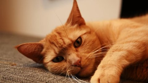 Adorable Ginger Cat cleaning himself