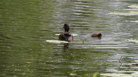 Tufted duck with ducklings in a pond at Drottningholm, Stockholm