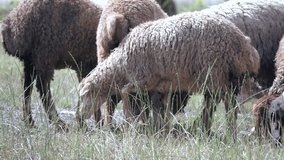 Slow motion video of a group of sheeps grazing in the field 