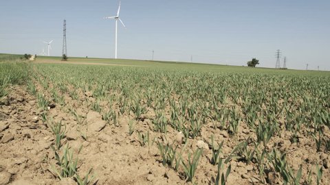 Camera slide over landscape with small green wheat and wind turbines during sunny day