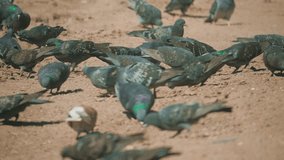 flock of pigeons birds on the ground looking for a grain eat slow motion video. many pigeons on the soil go looking for food. doves lifestyle birds on the soil concept