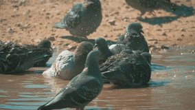 Urban pigeon in motion, bathed in puddle after rain. lifestyle pigeons bathe in a puddle in the water heat summer slow motion video. doves and water concept