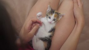 small kitten sits on the lap of a little girl slow motion video. friendship of a girl lifestyle and a kitten. girl playing with kitten concept