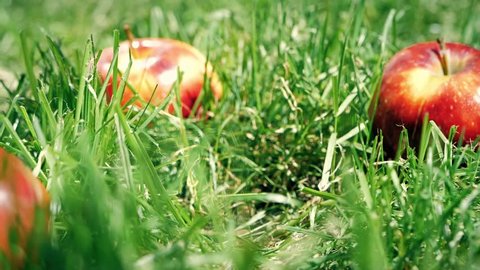 Red apple falls on the grass slow motion shot