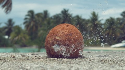 SLOW MOTION, CLOSE UP: Hard coconut gets thrown at concrete ledge and cracks wide open. Pieces of coconut shell and refreshing coconut water fly up in the air after the fruit falls from the tree.