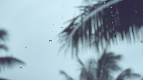 SLOW MOTION, DOF: Heavy rain during monsoon season washes the lush exotic vegetation close to the empty beach. Small glistening raindrops fall from the dark overcast sky and past tall palm trees.