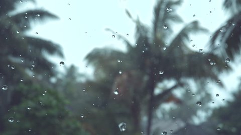 SLOW MOTION, DOF: Heavy monsoon rain falls on lush green tropical backyard near the empty beach. Cinematic shot of tiny crystal clear raindrops falling from the overcast sky past tall palm trees.