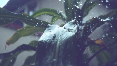 SLOW MOTION, CLOSE UP, MACRO, DOF: Big drops of rain fall on the palm's smooth and long green leaves during an intense storm. Fresh water splashes over the tropical plant in vacation house backyard.