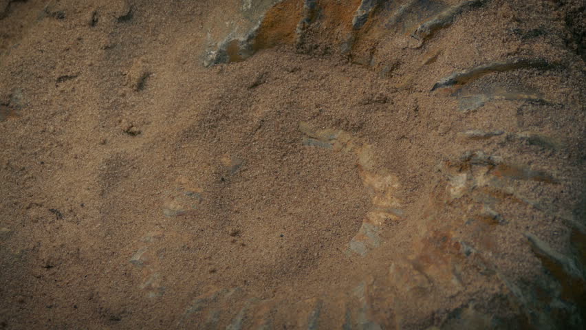 Prehistoric Fossil Of Sea Shell Ammonite Being Excavated