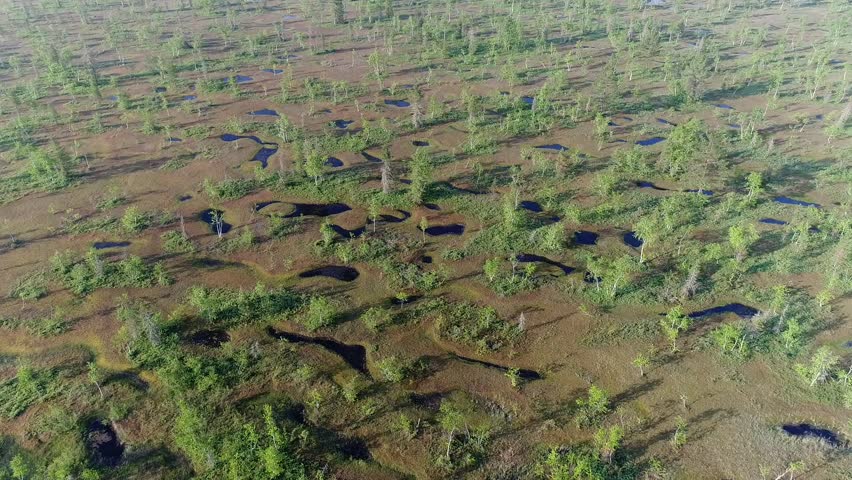 forest-tundra in summer