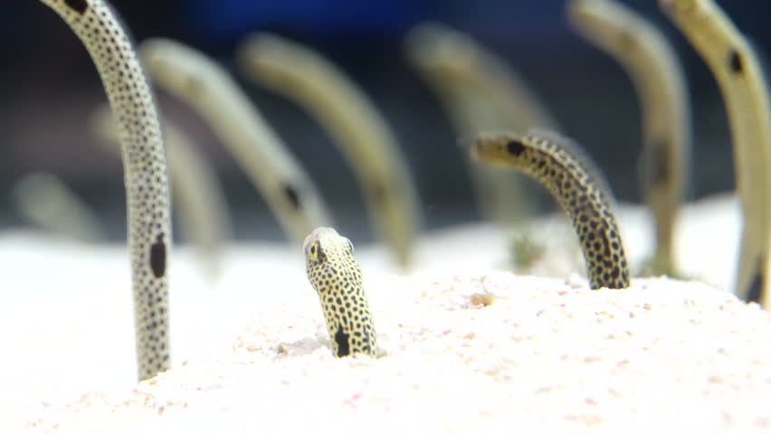 spotted garden eels shed sand Stock Footage Video (100% Royalty-free ...