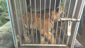 Cute baby Bengal tiger in a cage at a zoo of Bangkok, Thailand