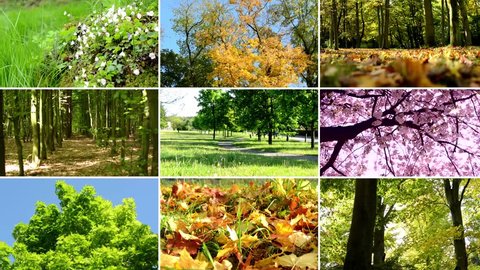 4K compilation (montage) - colourful nature - forest and parks - autumn foliage - blossoming trees - trees and flowers