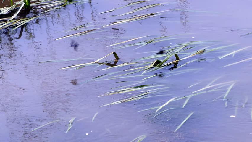 Male Banded Demoiselle ( Calopteryx splendens) dragonflies mating dance  at Olt river in summertime.