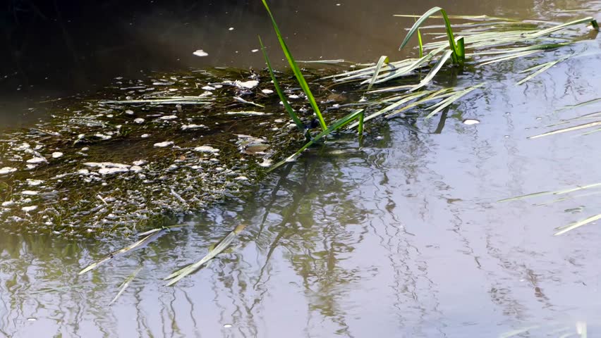 Male Banded Demoiselle ( Calopteryx splendens) dragonflies mating dance  at Olt river in summertime.