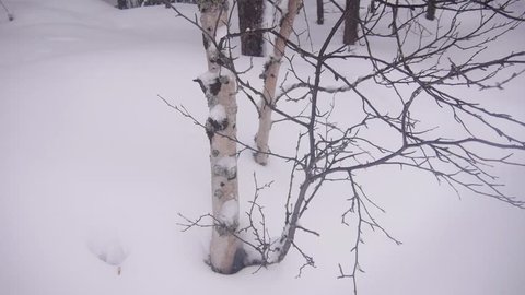 Winter scenery footage