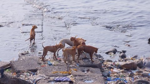 Pack of street dogs amid garbage littered coastline of Mumbai India