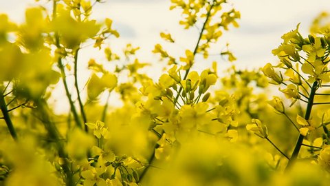 Close-up of colored flowers of canola, rapeseed, yellow background