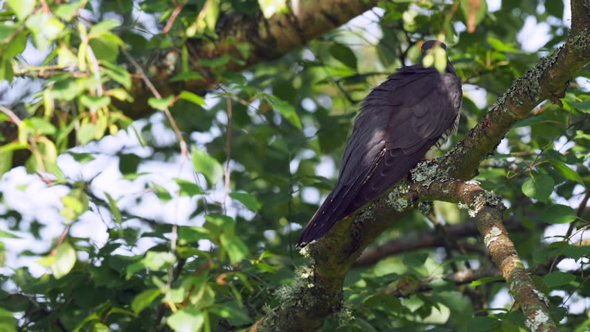 Cuckoo ( Cuculus canorus ) sitting on a tree branch