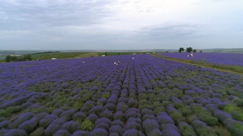 Flying above a lavender field while people gathe it