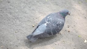Pigeon is walking in the park and eating something. FullHD video