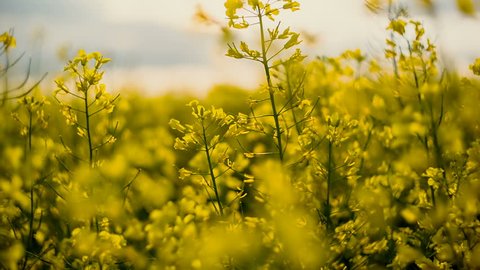 Flowering rapeseed on the background of the sun. Rapeseed field. Blooming canola flowers