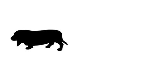 Silhouette of the black dog (basset hound), animation on the white background