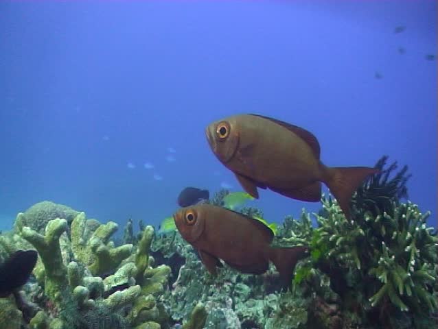 PURPLE SPOTTED BIGEYE