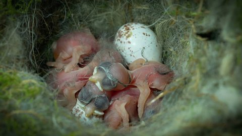 baby chickadees on the hatch day
