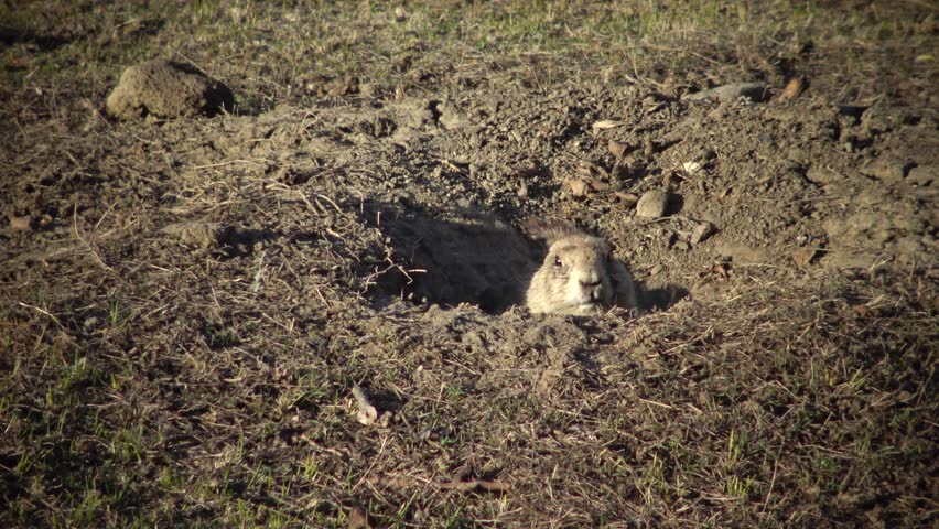 Black-tailed prairie dogs(Cynomys ludovicianus)  near the mink on the field. Prairie Dog Town at Theodore Roosevelt National Park
