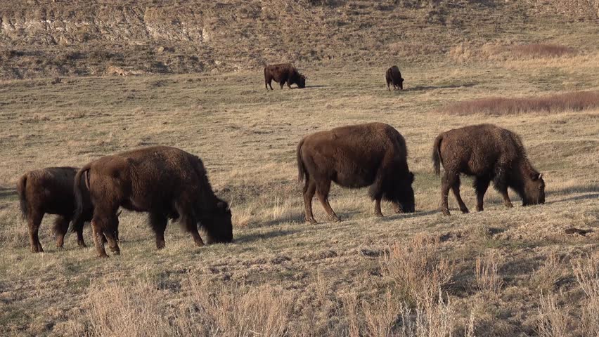 The American bison or buffalo (Bison bison). The Theodore Roosevelt National Park, North Dakota 