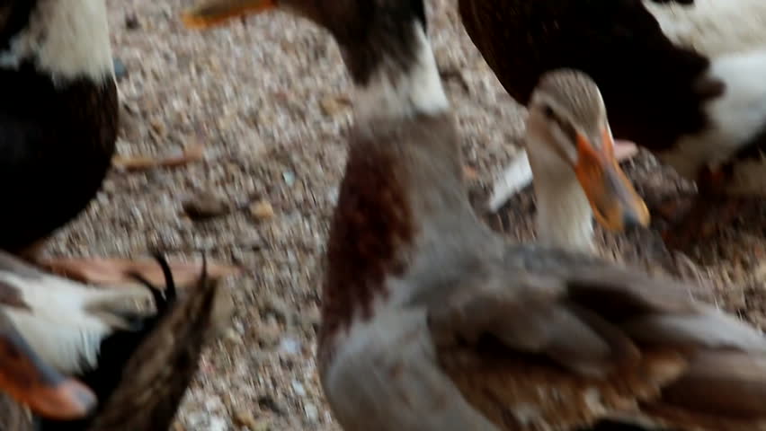 ocelot eats licks food off tree Stock Footage Video (100% Royalty-free