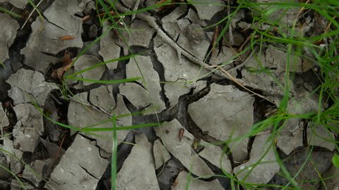 Dry cracked ground, young grass breaks through
