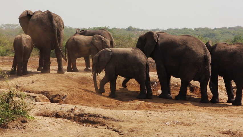 large herd elephants try stay cool Stock Footage Video (100% Royalty ...