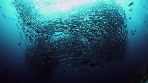 School of barracuda fish in Pacific Ocean.