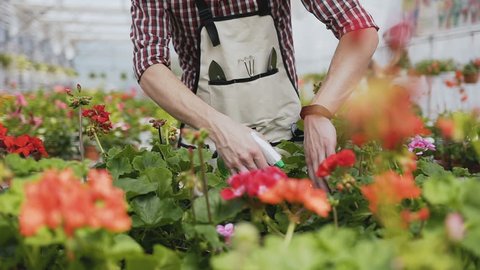 Close up of a hand holding a funnel. A man with a beard in a garden apron pours ornamental plants with water. Garden with decorative trees on a sunny day. Slow motion.