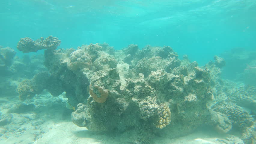 UNDERWATER: Horrible global warming bleaching the once colorful coral reefs on the bottom of warm tropical sea. Sad underwater shot of decaying ecosystem and changing ocean floor in turquoise ocean. Royalty-Free Stock Footage #1012335422