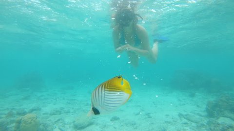 UNDERWATER: Small yellow tropical fish feeds on bread torn up by diver girl swimming around the beautiful emerald sea. Lovely exotic fish swimming around and eating pieces of bread. Woman snorkeling