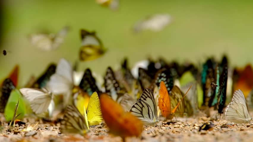 Group of butterflies puddling on the ground and flying in nature, Butterflies swarm eats minerals in Ban Krang Camp, Kaeng Krachan National Park at Thailand | Shutterstock HD Video #1012339367