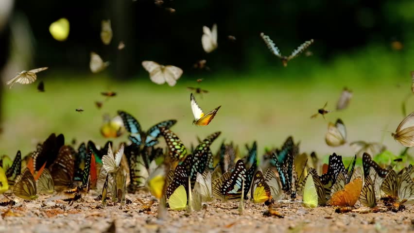 Group of butterflies puddling on the ground and flying in nature, Butterflies swarm eats minerals in Ban Krang Camp, Kaeng Krachan National Park at Thailand | Shutterstock HD Video #1012339370