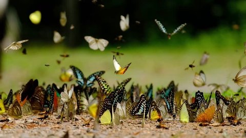 Group of butterflies puddling on the ground and flying in nature, Butterflies swarm eats minerals in Ban Krang Camp, Kaeng Krachan National Park at Thailand