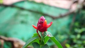 Red Button Ginger or Costus woodsonii flower in the garden.