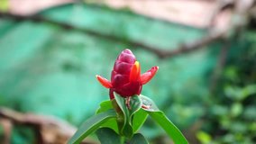 Red Button Ginger or Costus woodsonii flower in the garden.