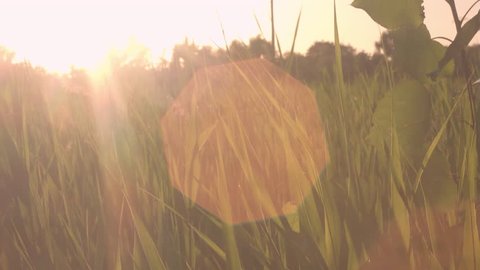 Green reeds on sunset | Old lense shot open aperture until getting overexposure