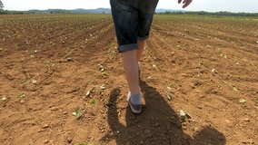 Farmer walking across his abundant field of growing cabbage plant on sunny day. Video footage is recorded with wide angle lens.