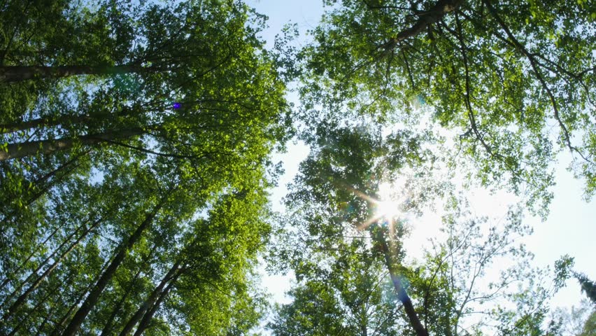 Looking up in forest, POV through tops of trees, sun shines through foliage Royalty-Free Stock Footage #1012352672