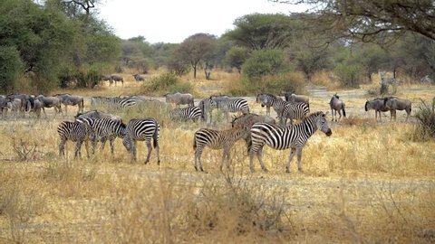 Zebras eating grass in Savanna, Tanzania, Africa, 4K footage. zebras running across screen. Zebras African safari. Africa, Kenya, Tanzania, Safari. Serengeti,  Zebras running in a field. Big Migration