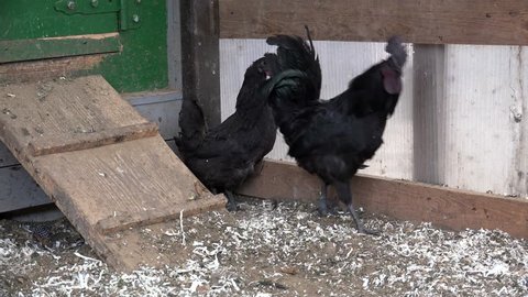 Black hens & rooster  (Ayam Cemani breed) at the farm.