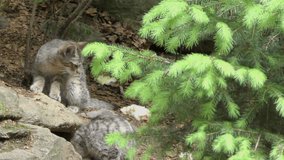 4K footage of a Wildcat kitten in the Bayerischer Wald National Park, Germany